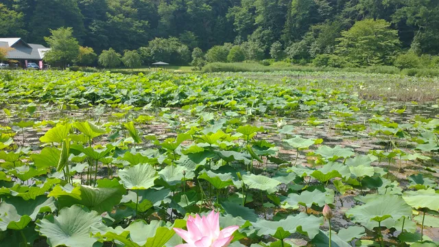 Asumi Lake (Hasu-ike, Lotus pond)