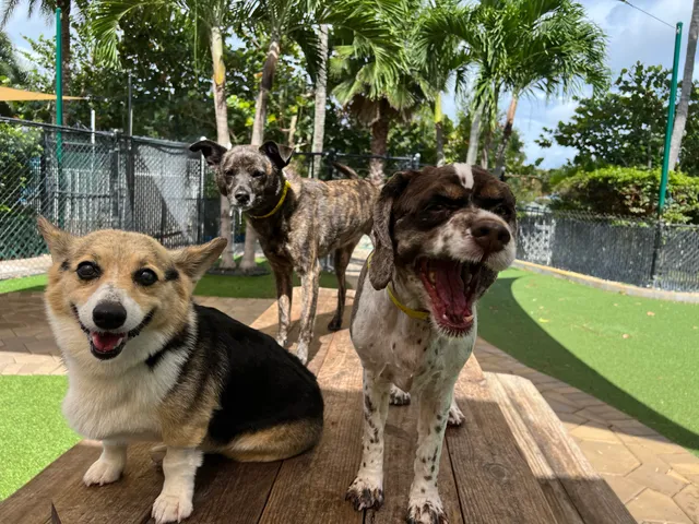 The Barkers Hotel & Purrington Inn Pet Resort & Spa