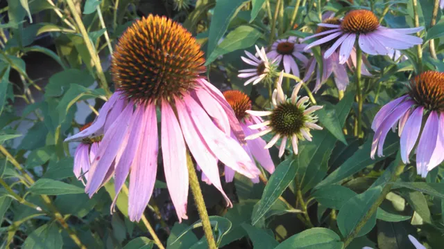 Halfacre Farms at Armadillo Acres