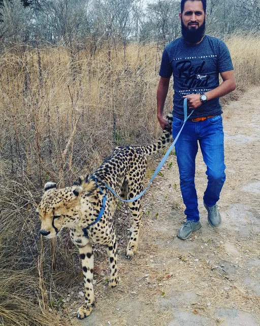 Chaminuka Cheetah Walk