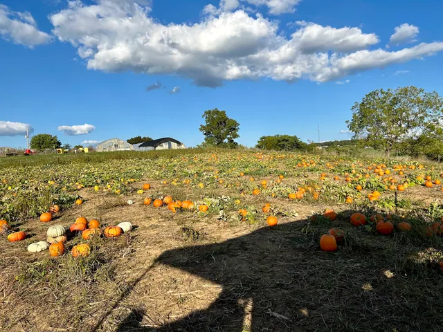 Back Home on the Farm