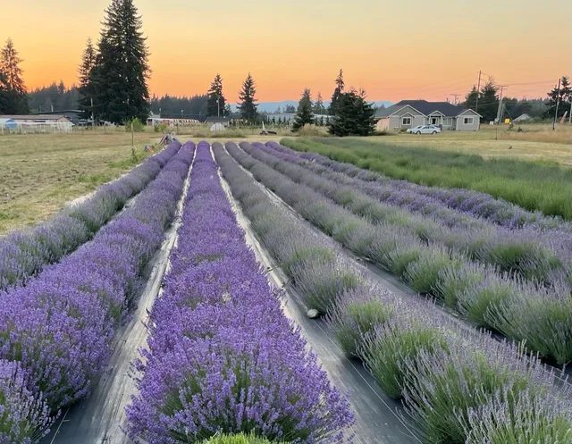 Cobblefield Lavender Farm