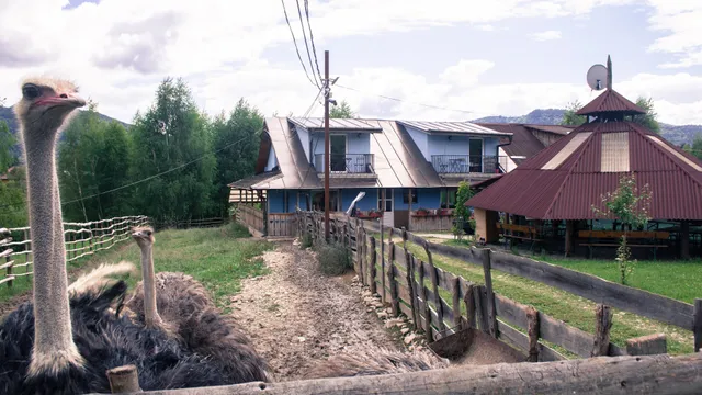 La Ferma Nagy - Campingplatz und Ferienwohnungen auf dem Bauernhof in Maramureș