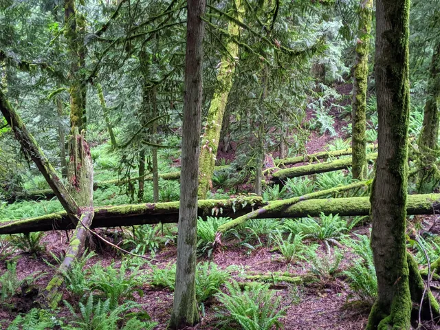 Tiger Mountain Trailhead