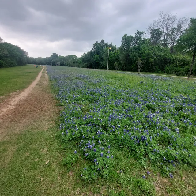 Terry Hershey Bluebonnets