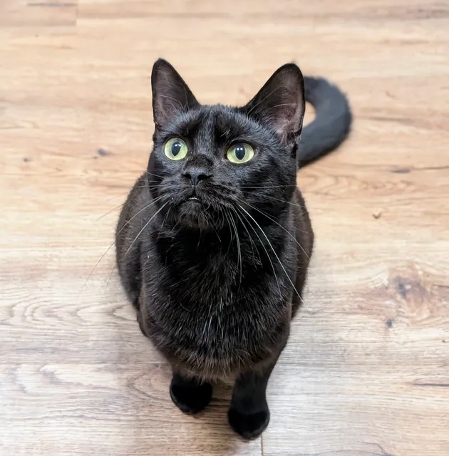 Paws and Claws Cat Rescue