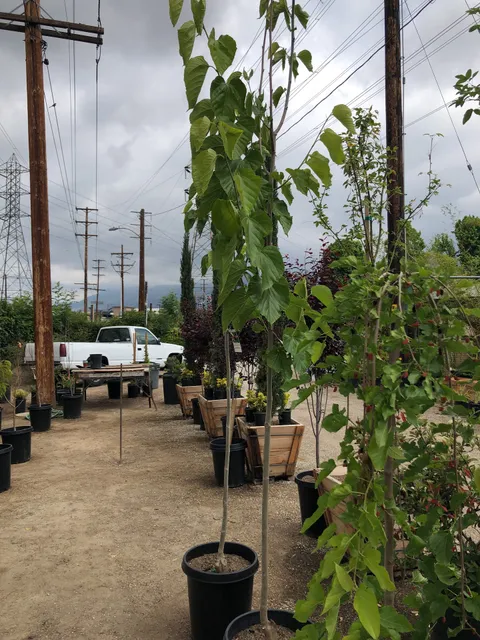 Present Perfect Nursery