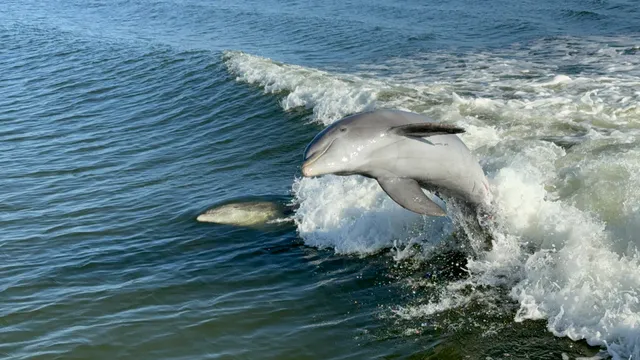 Captain Craig's Everglades Boat Adventures