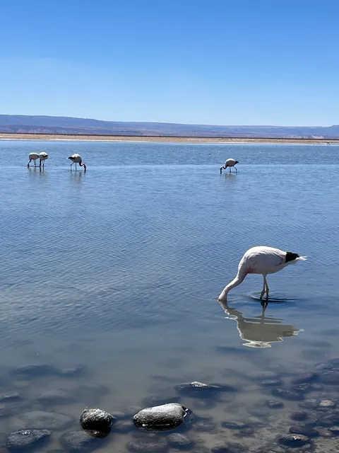 Centro turístico Laguna Chaxa