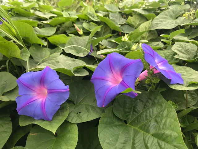 Yodogawa River Park - Akawaga District Barbecue Area