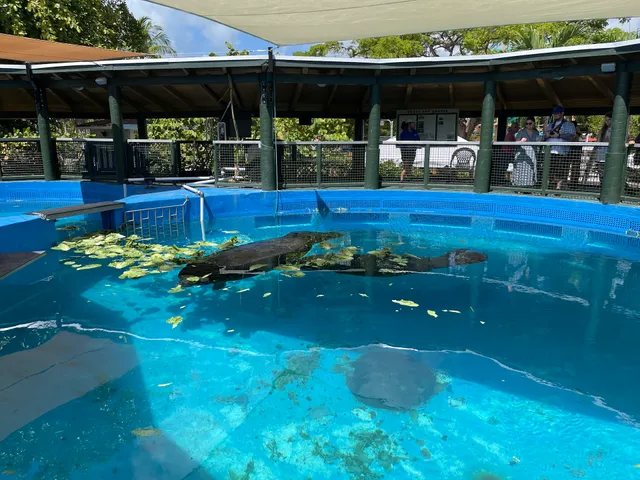 Manatee Exhibit