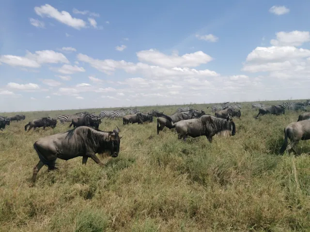 Tanzania Wildlife Adventures