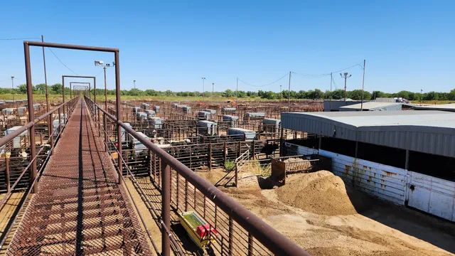 Woodward Livestock Auction Inc