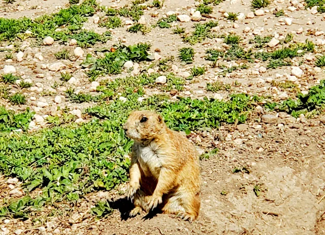 Prairie Dog Town
