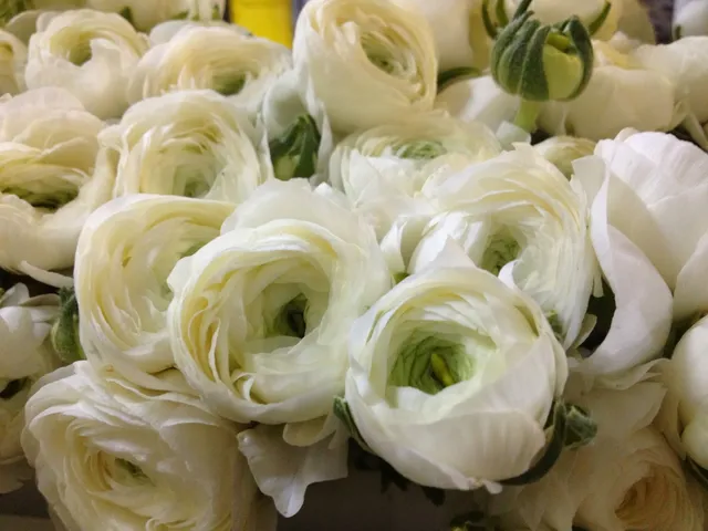 Main Wholesale Florist