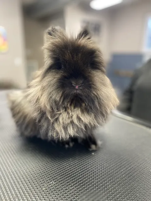 Happy Tailz Grooming