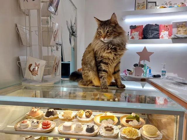 紅玥緬因貓藝廊 Red Moon