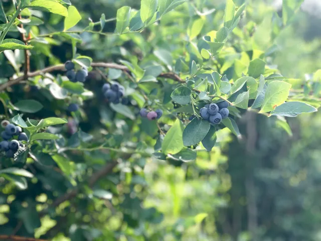 Twin Oaks Farm for Experiential Learning