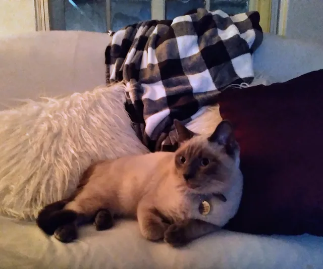 Noah's Ark Animal Clinic of West Chester