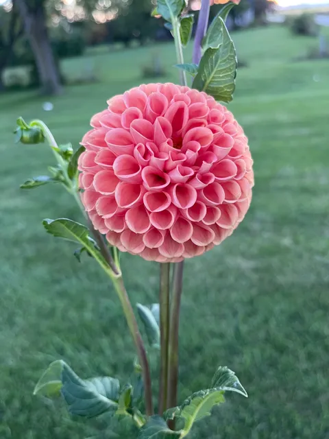 Earl Grey Fields - Flower Farm