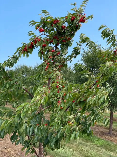 Soren’s Valhalla Orchards | Strawberries, Sweet/Tart Cherries & Apples