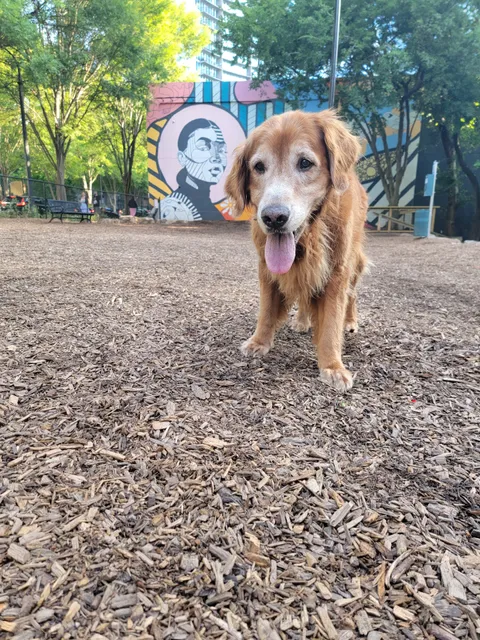 10th Street Dog Park