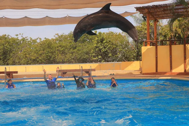 Vallarta Adventures Dolphin Center