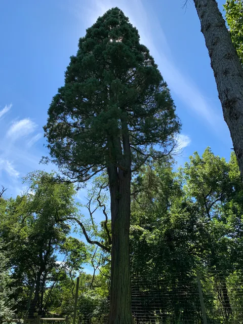 Giant Sequoia