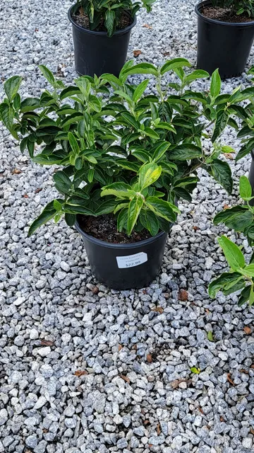 New Life Nursery & Garden