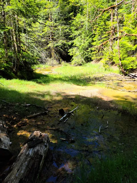 Ohanapecosh Hot Springs