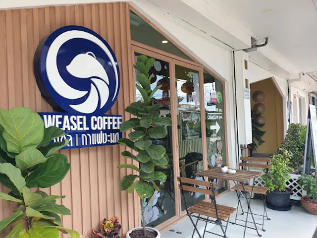 Weasel coffee กาแฟชะมด กระบี่