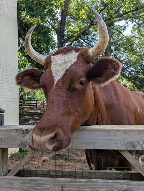 Rosie’s Farm Sanctuary
