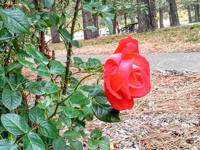 Lewis & Clark Trail Historical Marker
