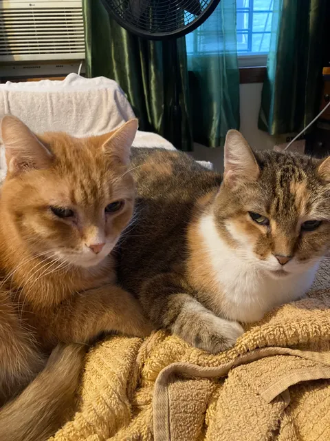 Meowtel: In-Home Cat Sitting