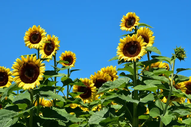 Amber Brooke Farms Eustis