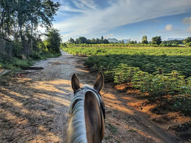 Chaowanat Horse Farm