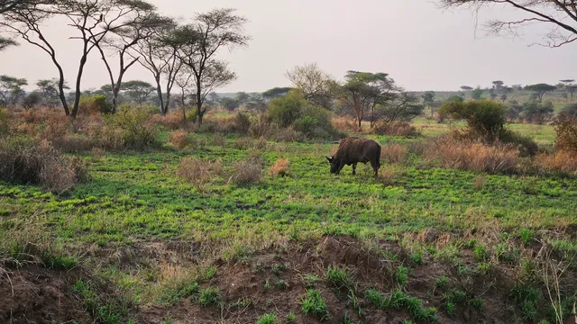 Serengeti Guru Safari