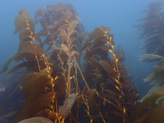 San Diego Scuba Guide