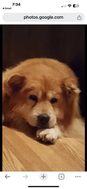 Sadie's Grooming L.L.C