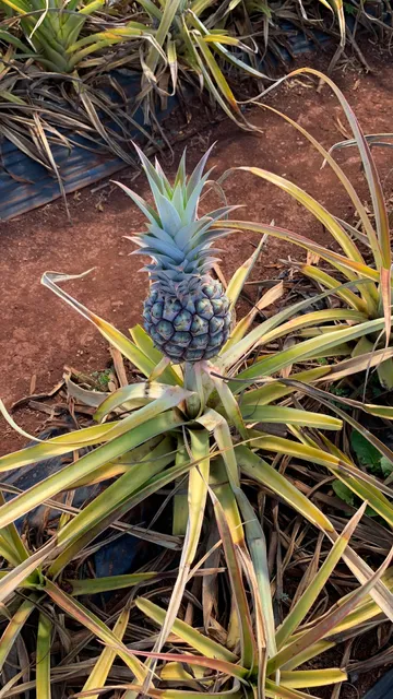 The Pineapple EXP