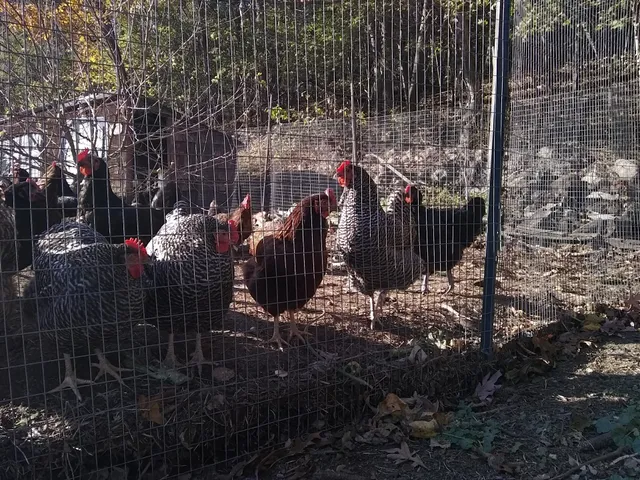 Newton Community Farm