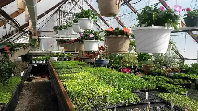 Henkel's Greenhouse by Forgotten Lands