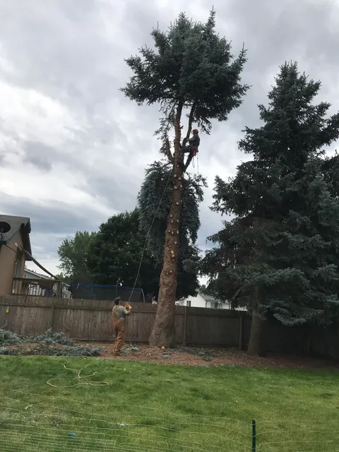 Nolan's Tree Service