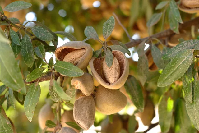 Almond Board of California