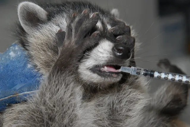 Sarvey Wildlife Care Center