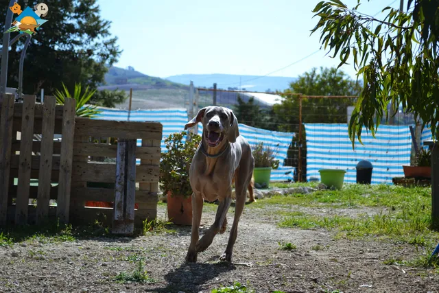 Dog School Agrigento