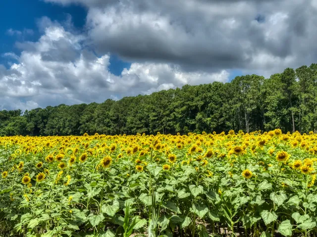 Boone Hall Sunflower Fields