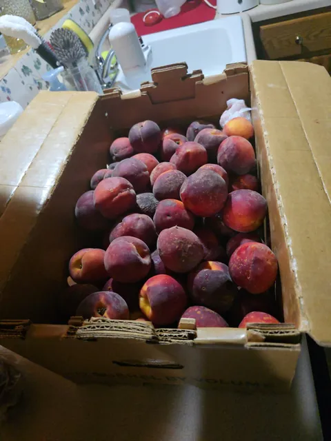 Pine Knot General Store