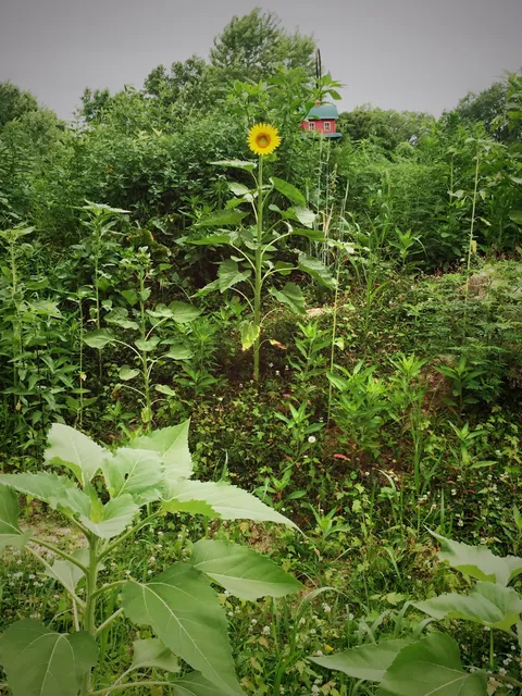 Rustic Roots Sanctuary CO