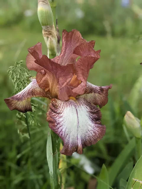 Comanche Acres Iris Gardens